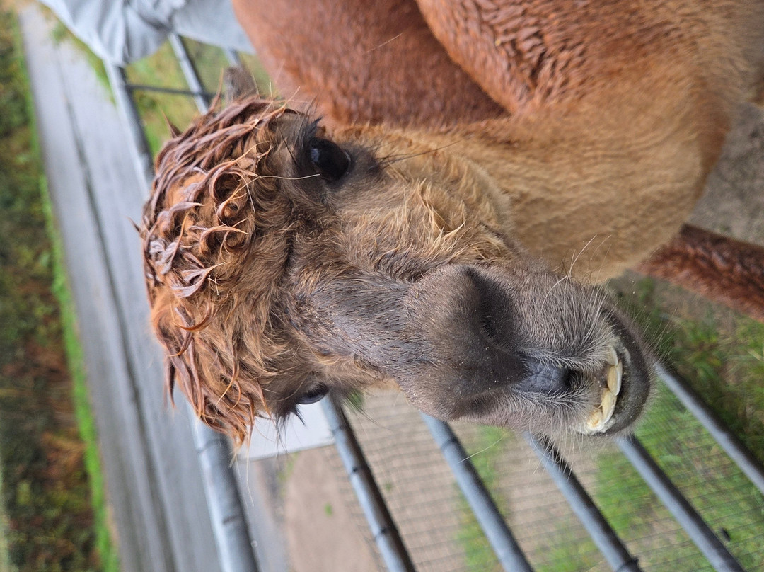 Wreay Syke Alpacas-肯德尔必去景点