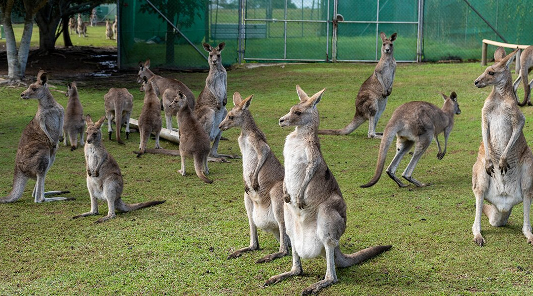Fraser Coast Wildlife Sanctuary-Maryborough必去景点