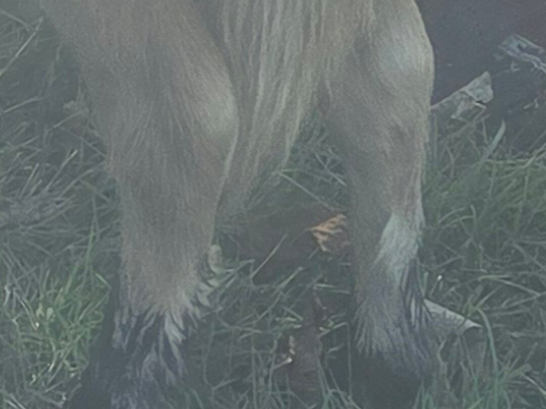 Ponies "R" Us & Mobile Petting Zoo