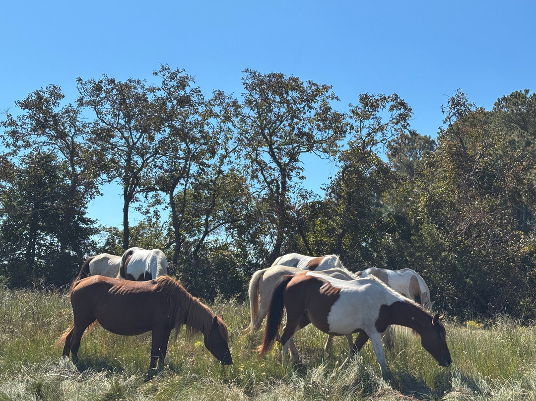 Riptide Pony Tours-Chincoteague必去景点
