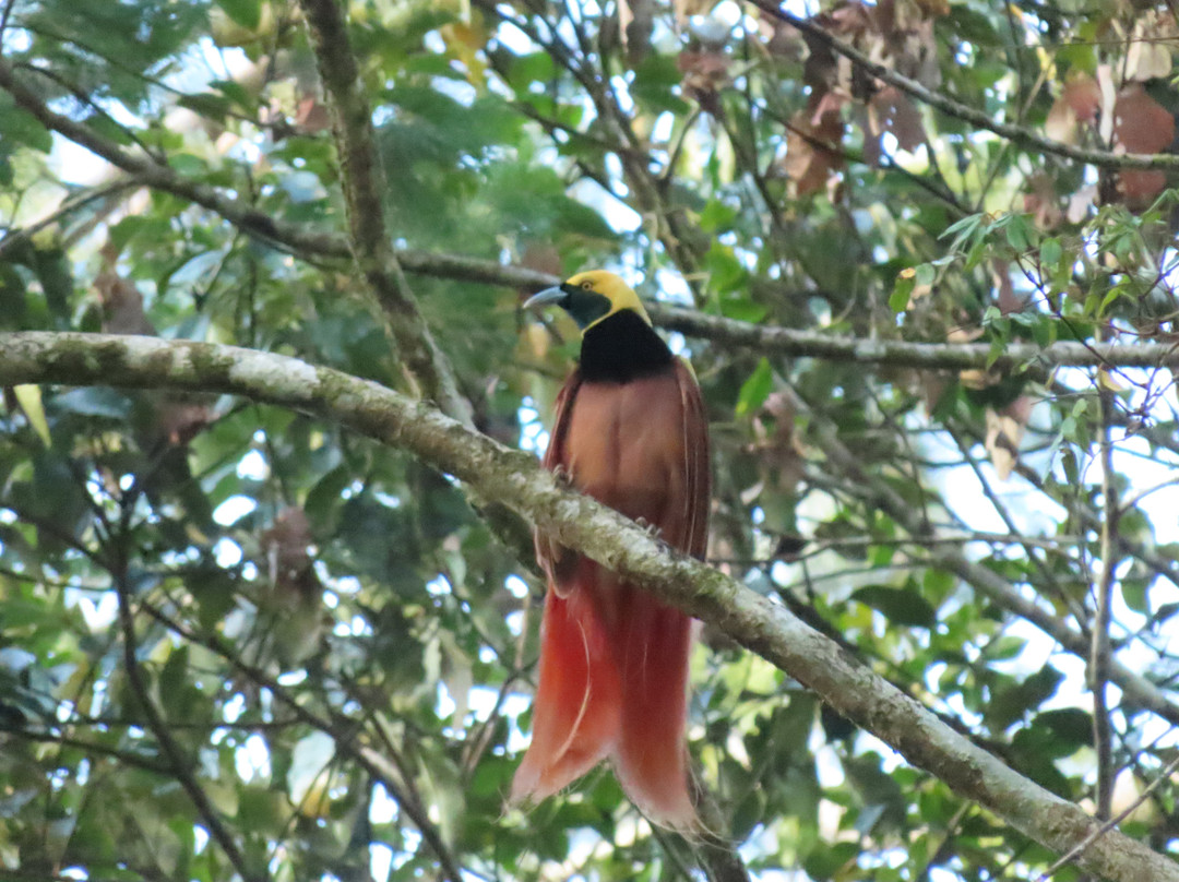 New Guinea Natural Tours-Mount Hagen必去景点