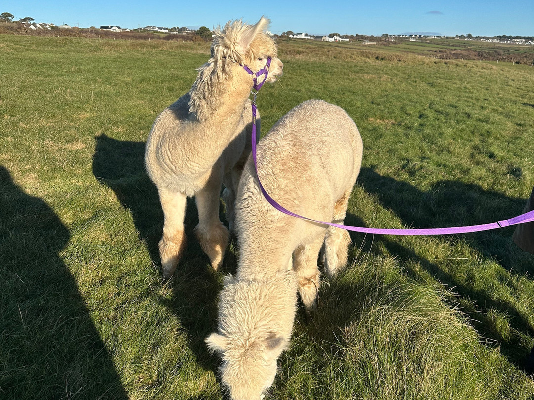 Portally Alpaca Trail-Dunmore East必去景点
