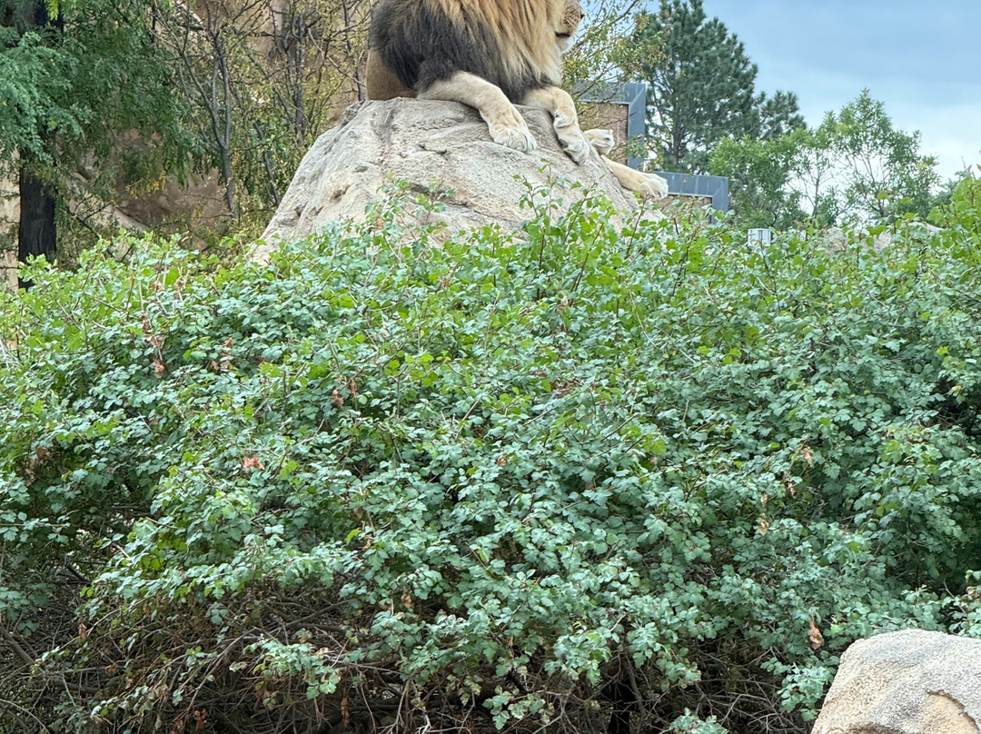 Denver Zoo-丹佛必去景点