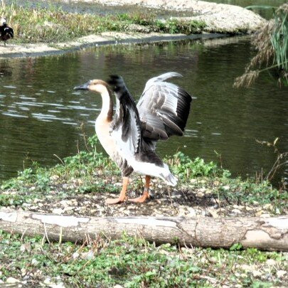WWT Slimbridge Wetland Centre-Slimbridge必去景点