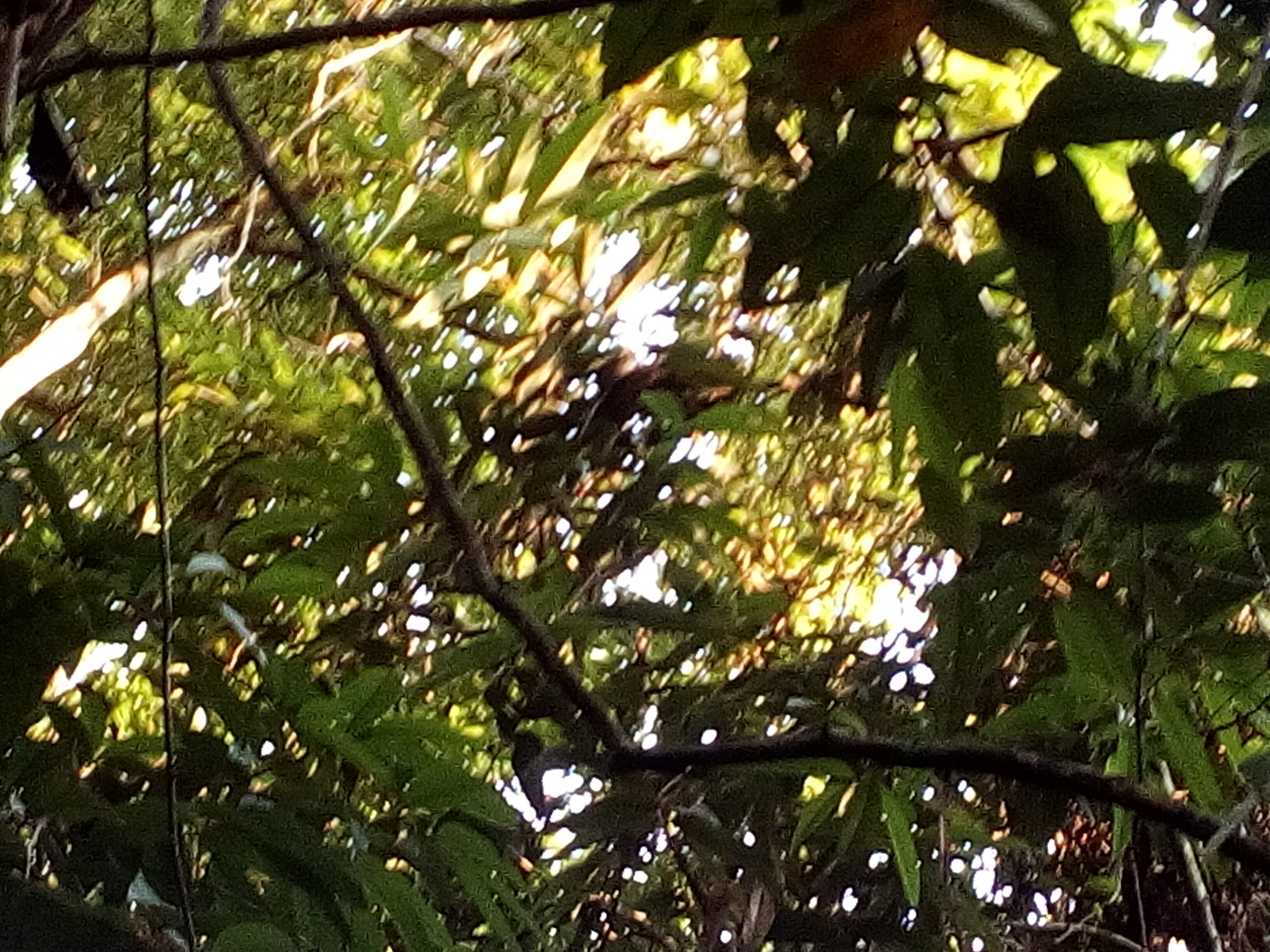 Ipanema Amazon Lodge-官方