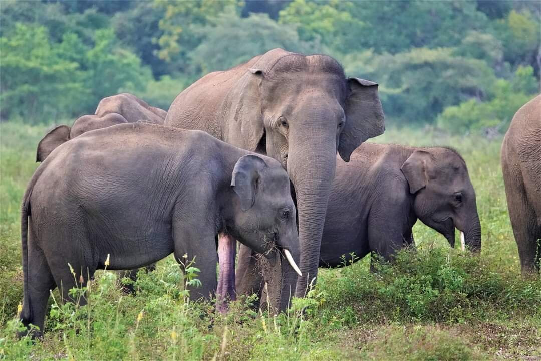 Lunugamvehera National Park By Wild Trails Safari景点图片