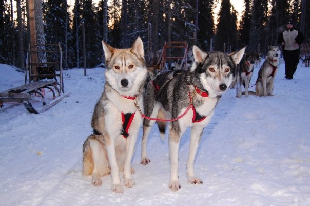 Giewont Husky Adventures