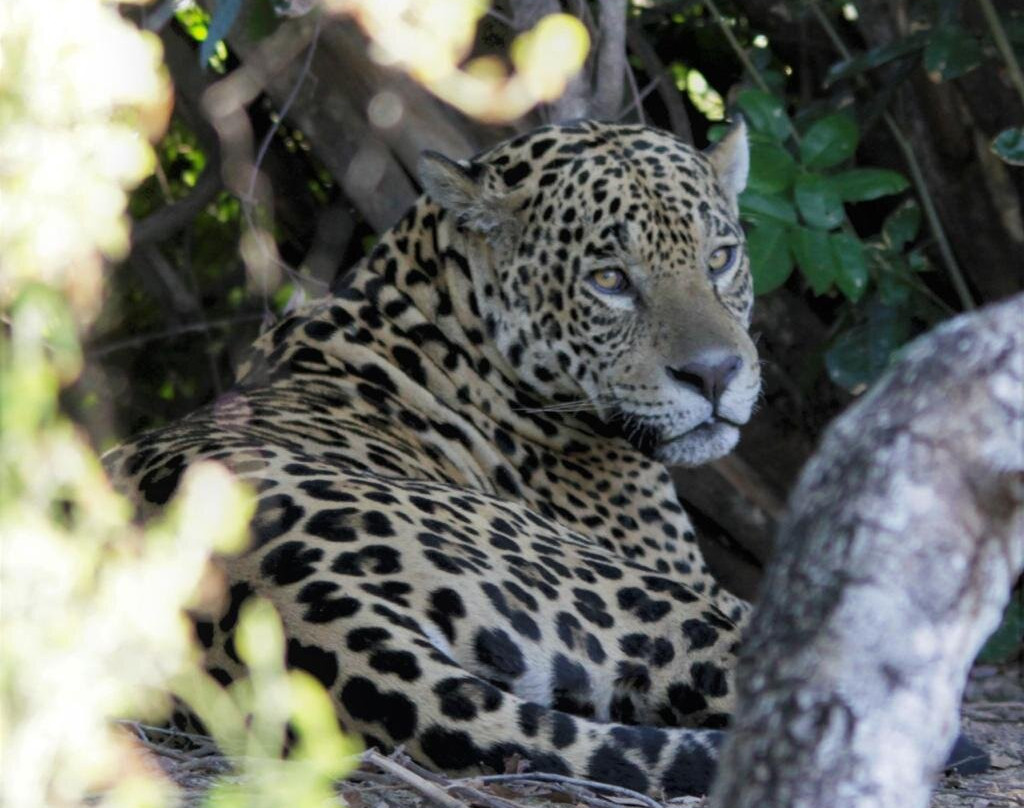 Wildlife Pantanal Tours景点图片
