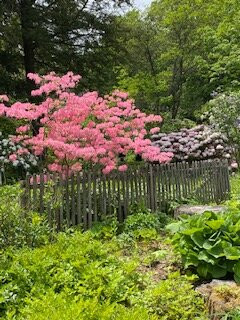 McLaughlin Gardens景点图片