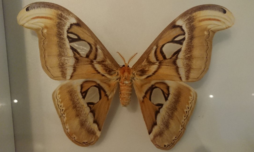 Atlas Moth Museum, Yonaguni景点图片