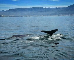 Vallarta Natours-瓦拉塔港必去景点