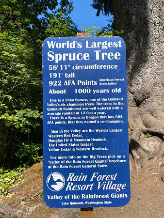 Quinault Big Spruce Tree景点图片