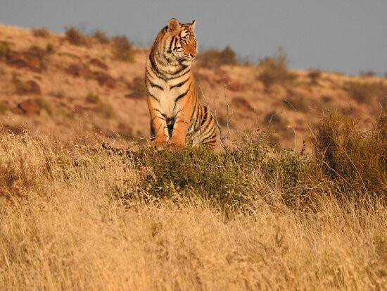 Tiger Canyon Private Game Reserve-Philippolis必去景点