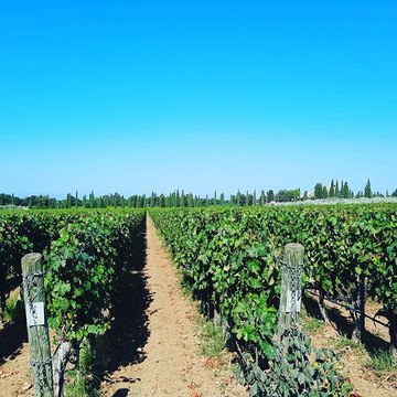 Campo Alla Sughera-Bolgheri必去景点