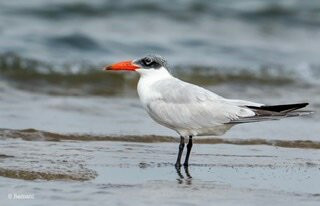 Yuvaraj boat services and bird watching景点图片