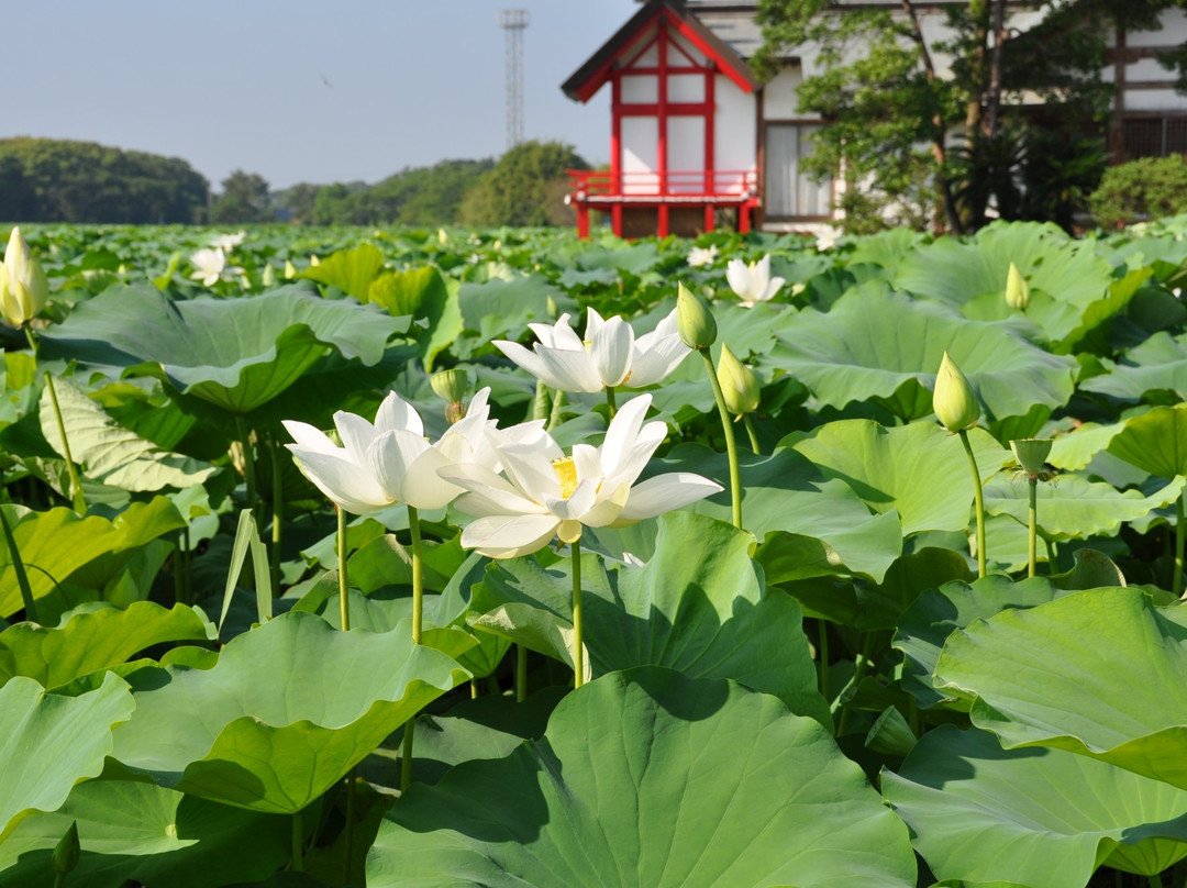 Komizugaike Pond景点图片