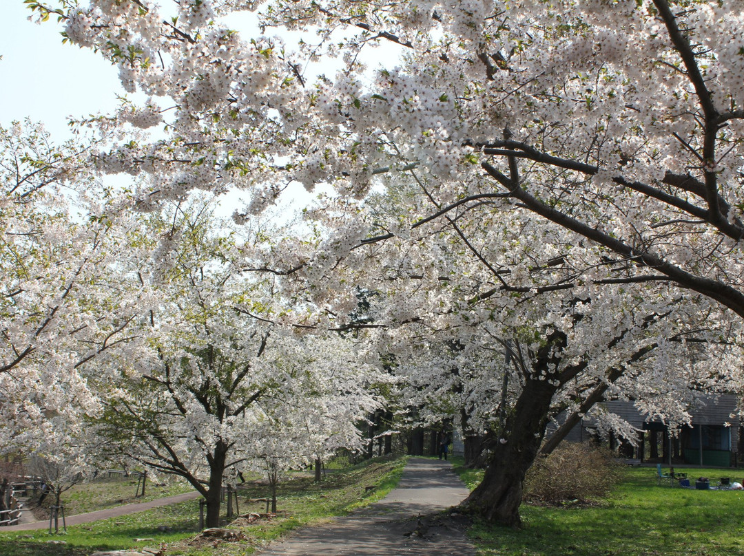 Ashino Park景点图片