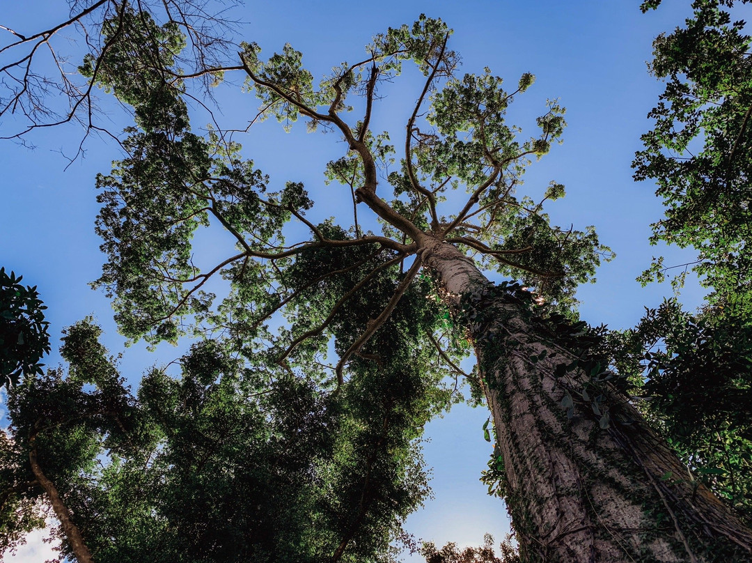 Bosque Estatal Monte Choca