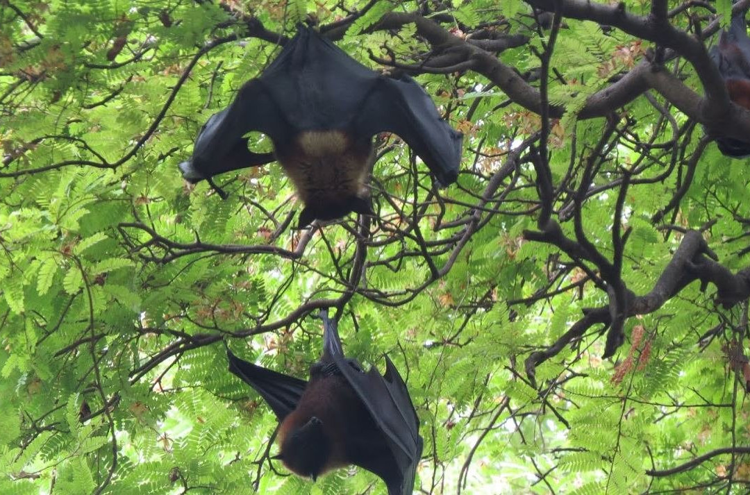 Peshwe Udyan Zoo-浦那必去景点