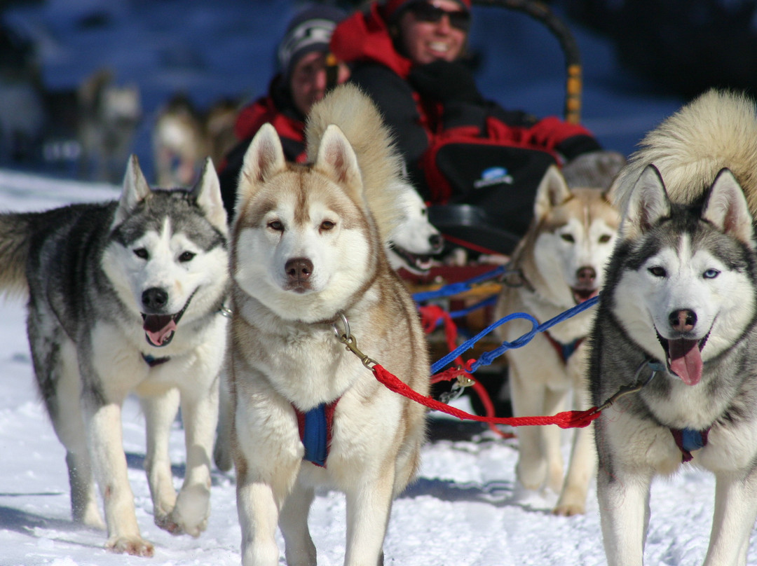 Winterdance Dogsled Tours景点图片