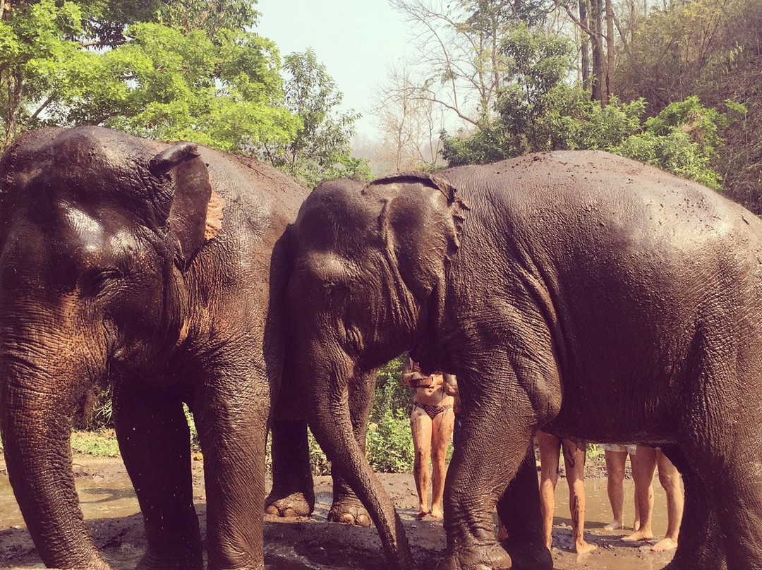 Hug Elephant Sanctuary-清迈必去景点
