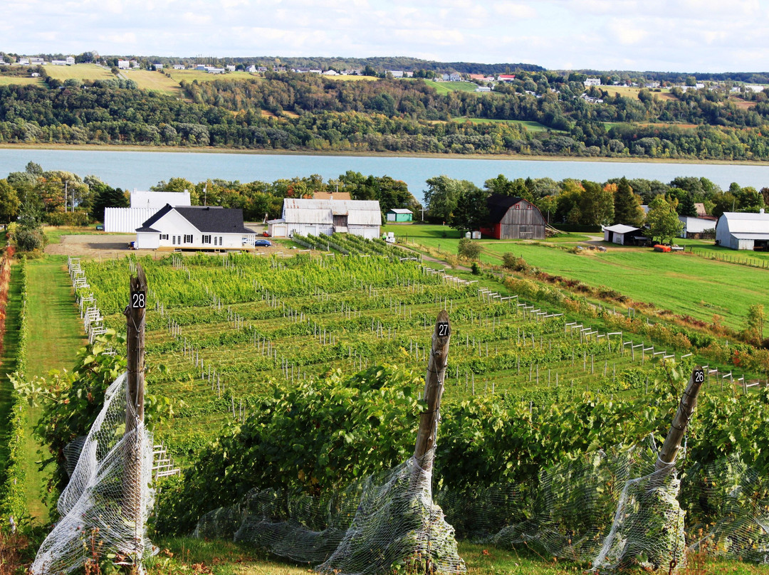 Vignoble Domaine L'Ange Gardien景点图片