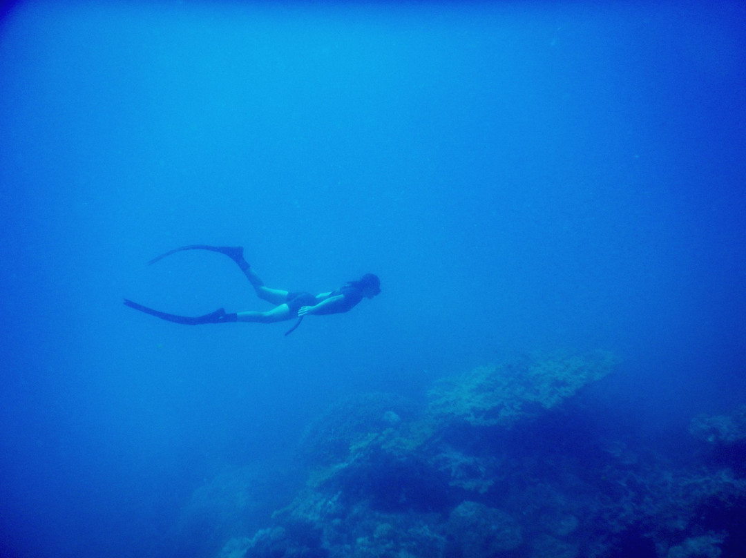 Freedive Perhentian景点图片