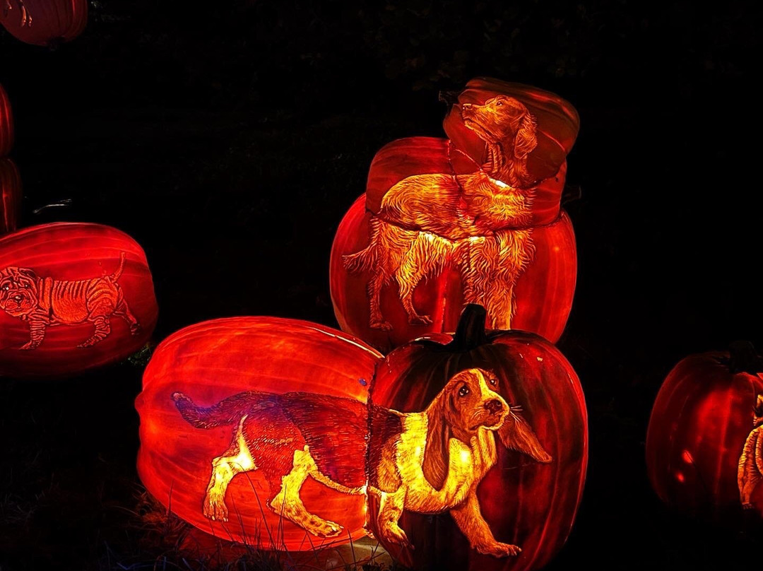 The Great Jack O'lantern Blaze景点图片