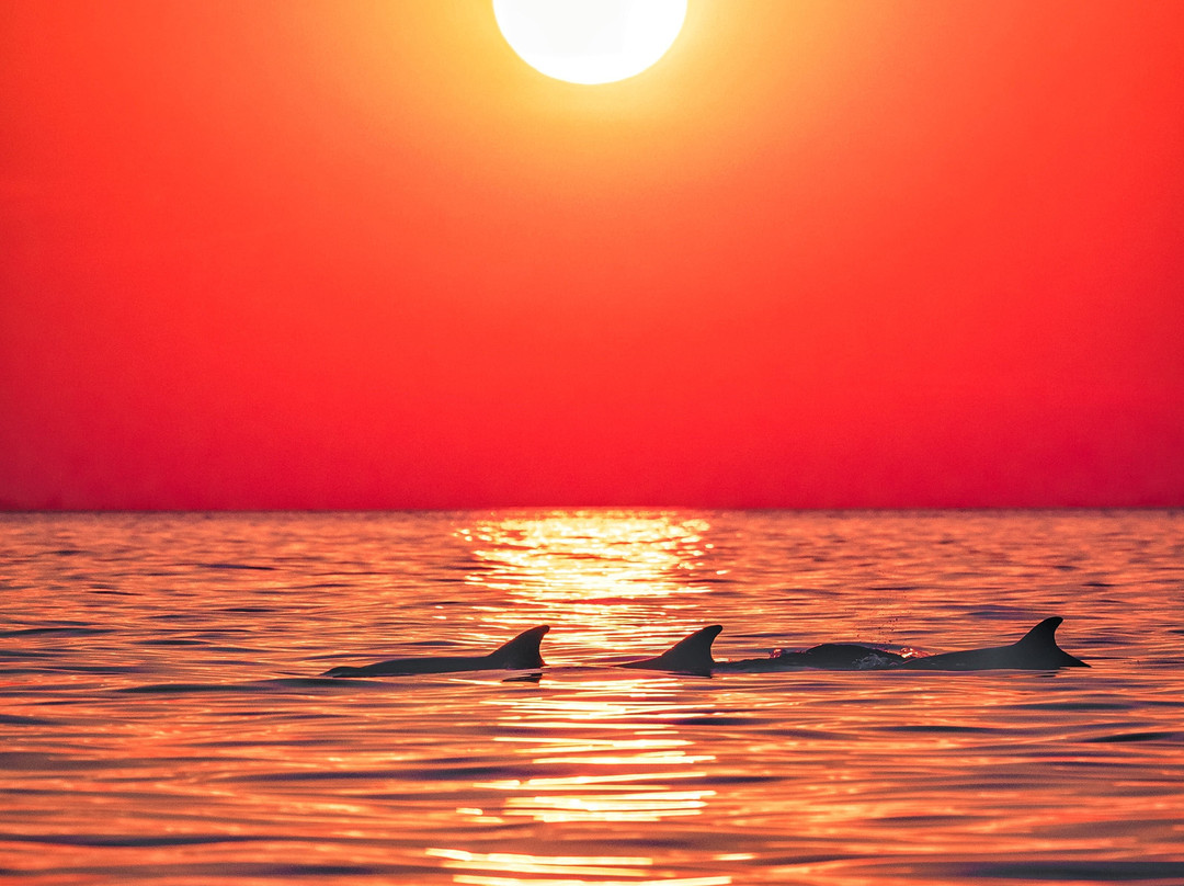 Dolphin Tours Istria-冯塔纳必去景点