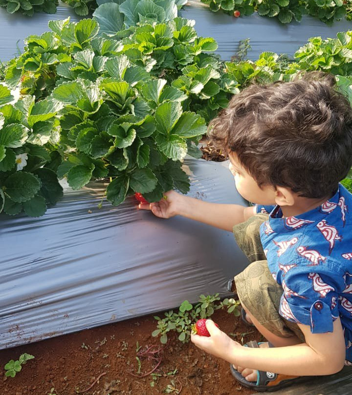 Muskan Organic Strawberry Garden-马哈巴勒什瓦必去景点
