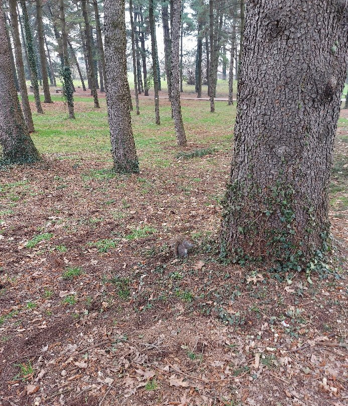 Bosco di Legnano (Parco Castello)景点图片