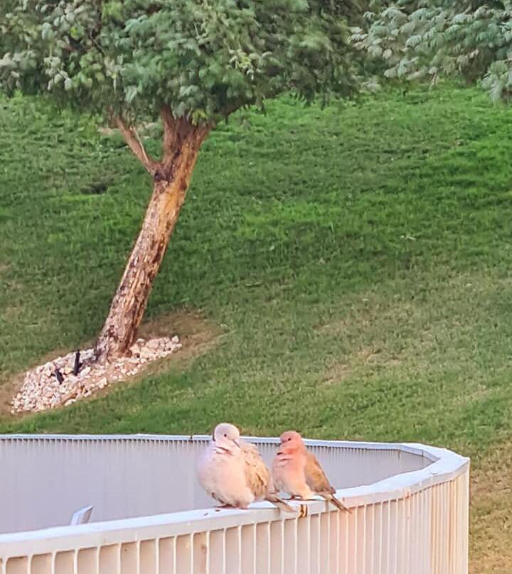 Oxygen Park-Al-Rayyan必去景点