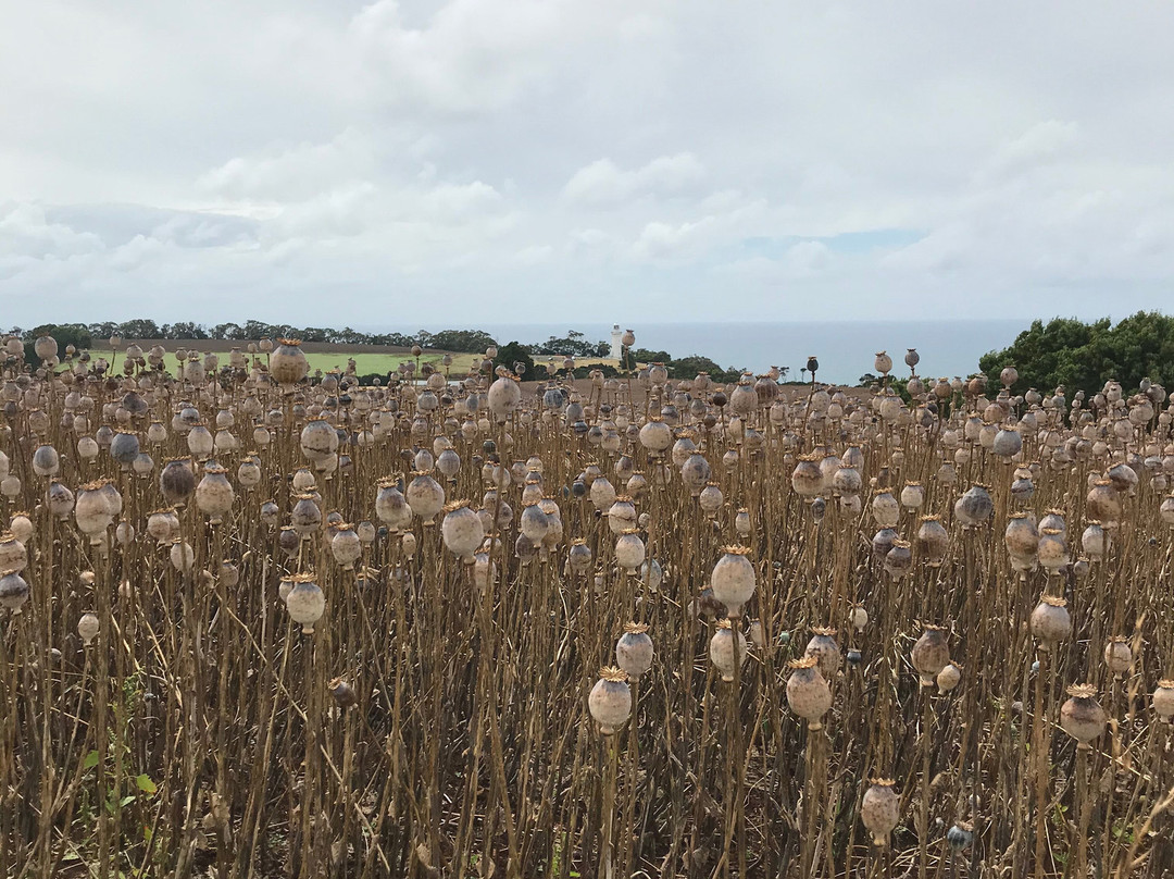 Table Cape Lighthouse-温耶德必去景点