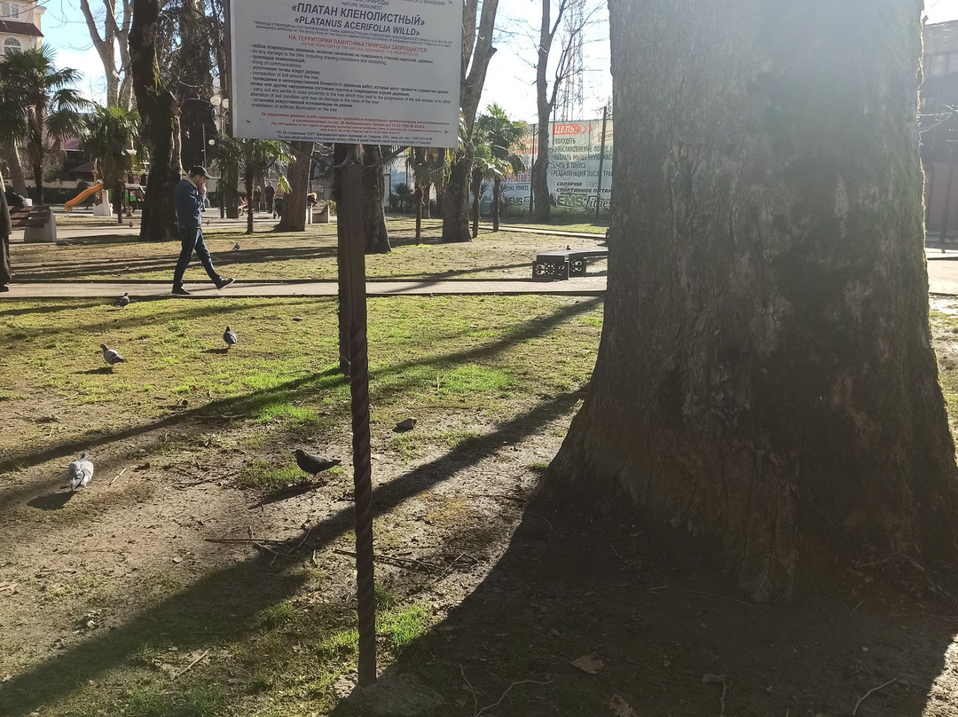 Platanus Eastern Patriarch-艾德勒必去景点