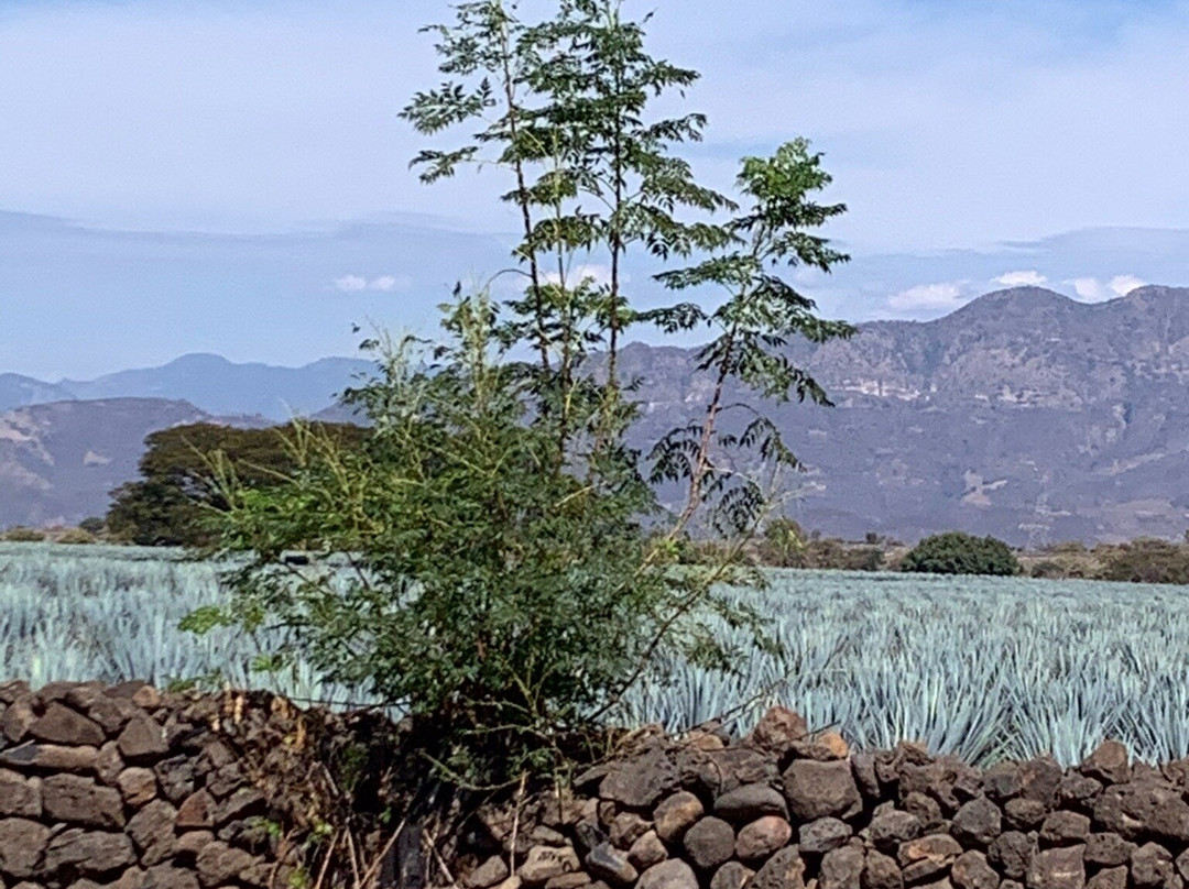 Tequila Tres Mujeres-Amatitan必去景点