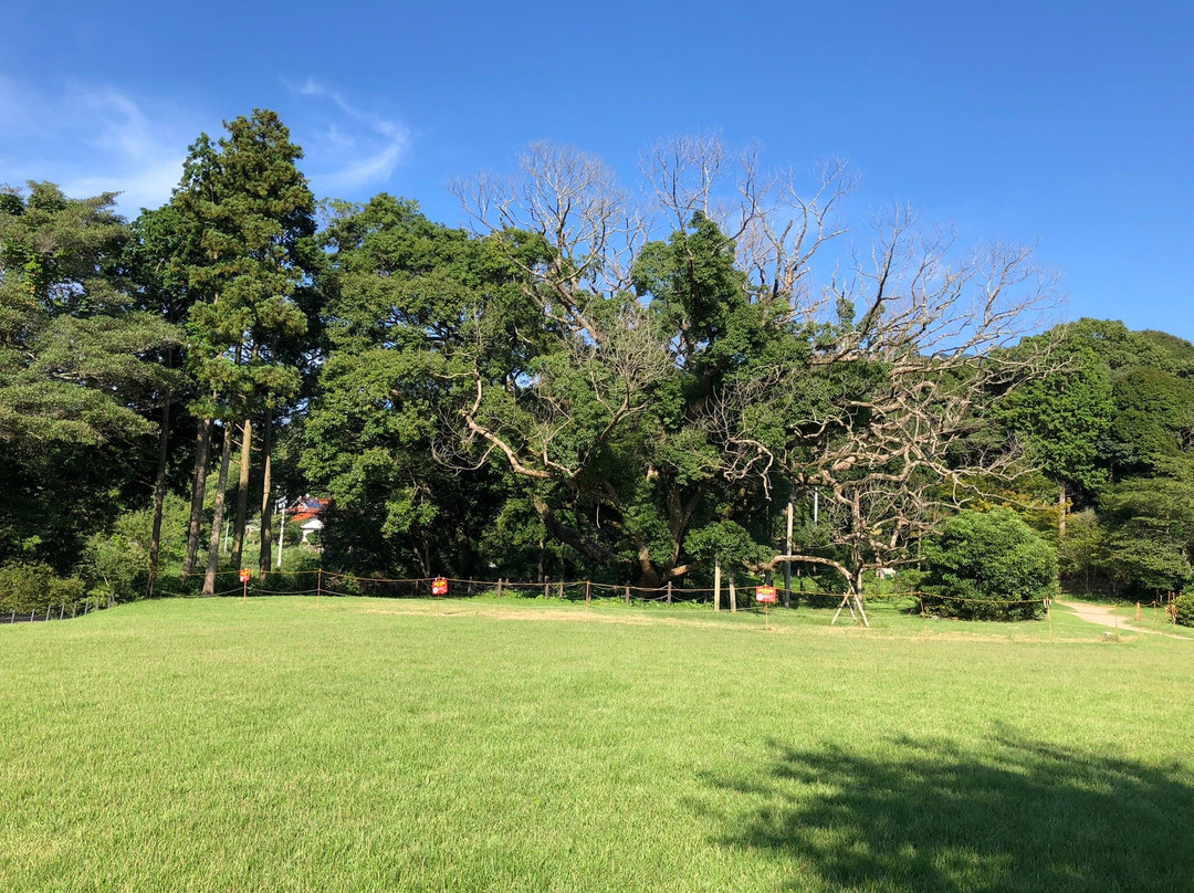 Shimonoseki City Kawatana no Kusu no Mori-下关市必去景点