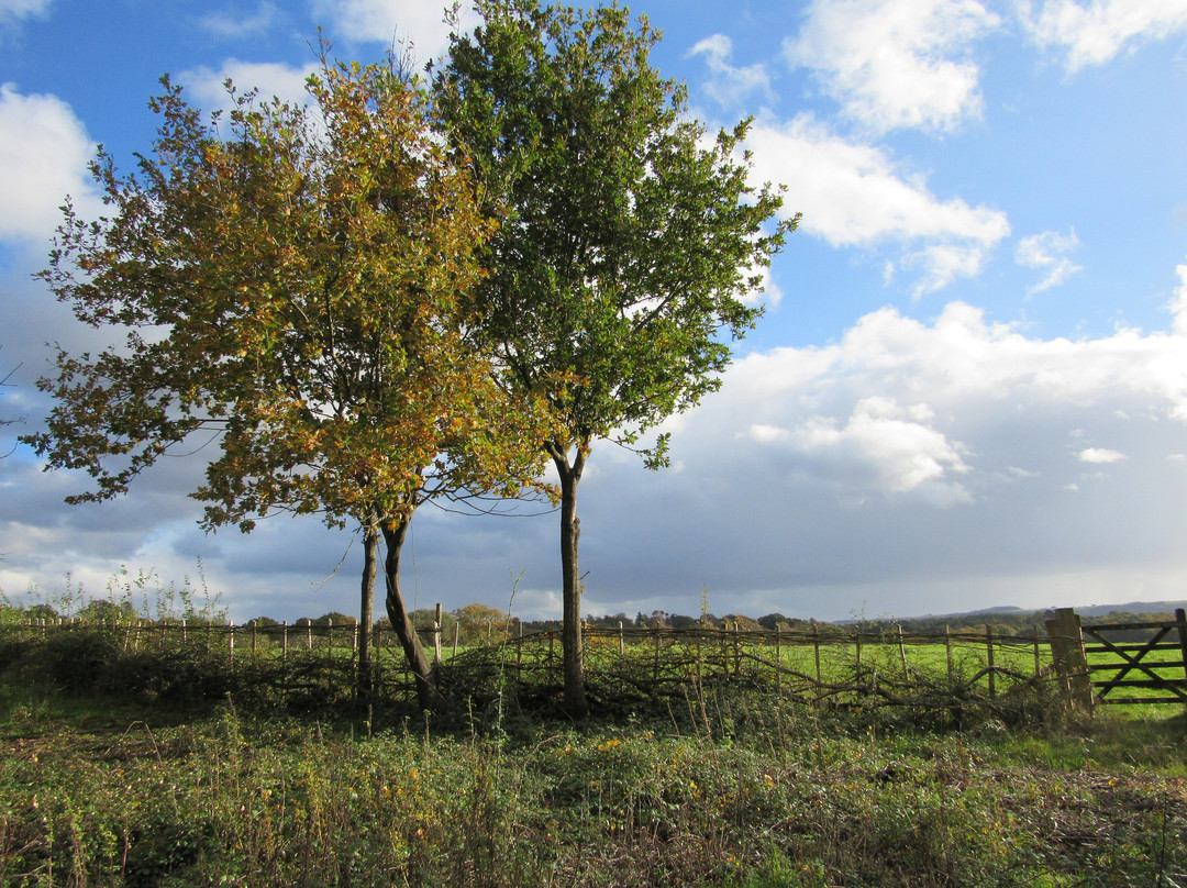 Pulborough Brooks RSPB景点图片