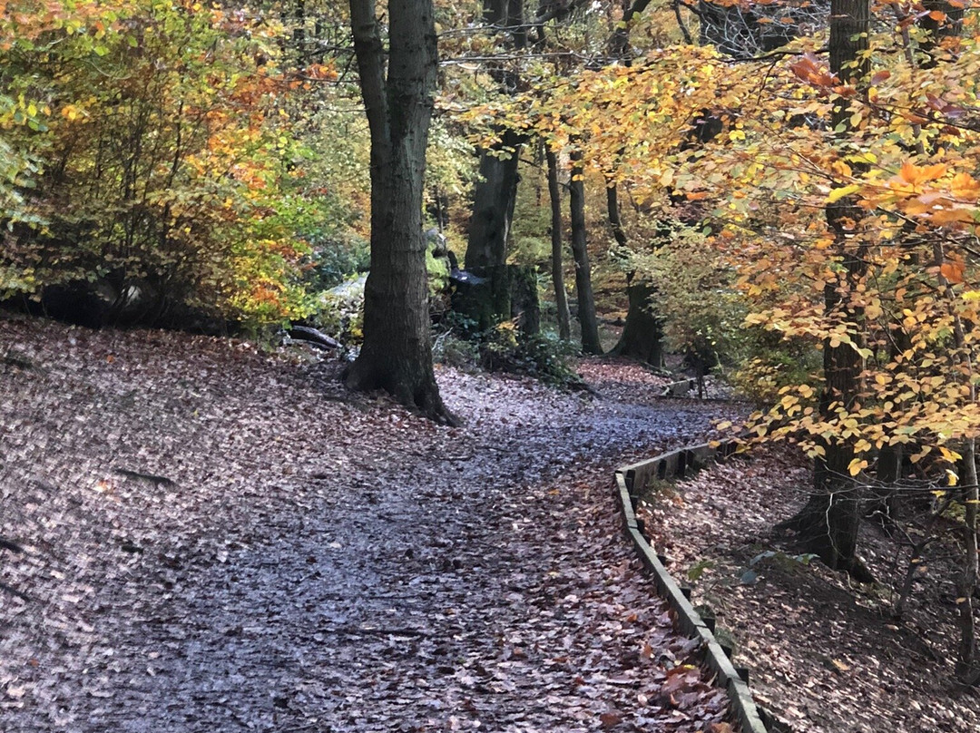 Judy Woods-Wyke必去景点