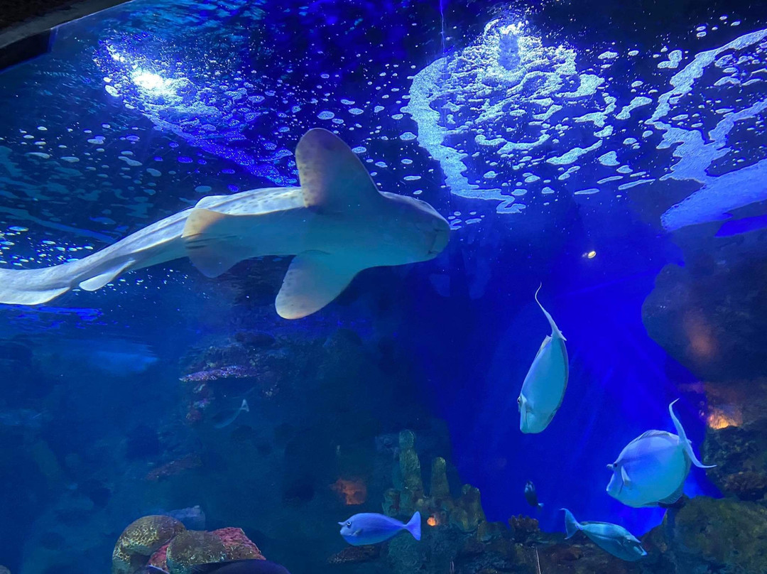 Fakieh Aquarium景点图片