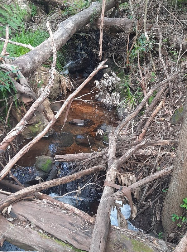 Cecilia Forest-康士坦提亚必去景点