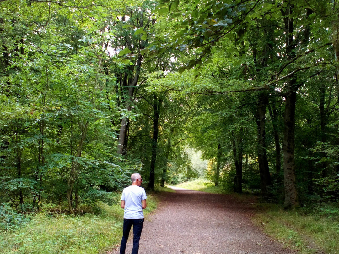 Savernake Forest-马尔堡必去景点
