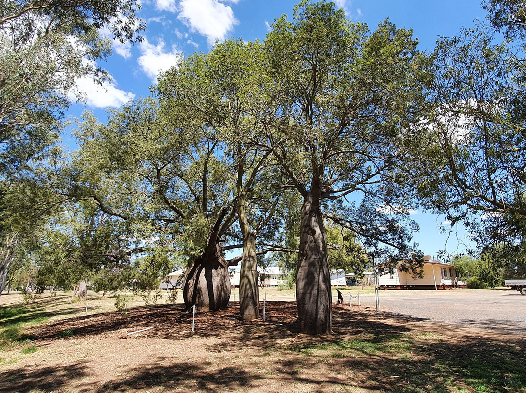 Roma's Biggest Bottle Tree-Roma必去景点