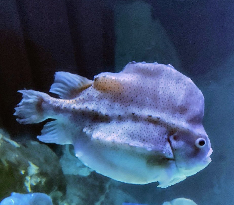 Ozeaneum-施特拉尔松德必去景点