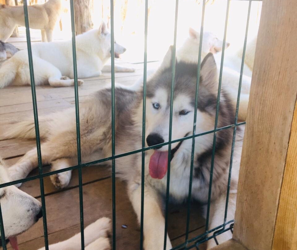 Husky Khutor-Esto-Sadok必去景点