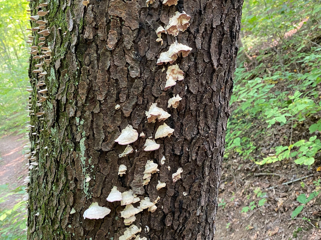 Whitlam Woods-Chardon必去景点