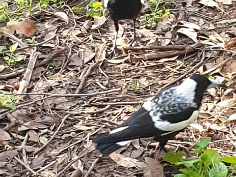 Beedelup House Cottages主图