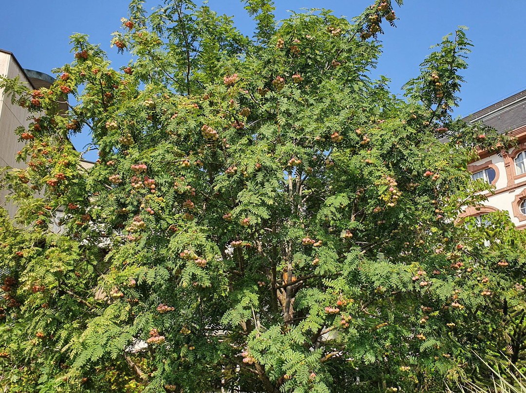 Botanischen Garten der Universität Basel-巴塞尔必去景点