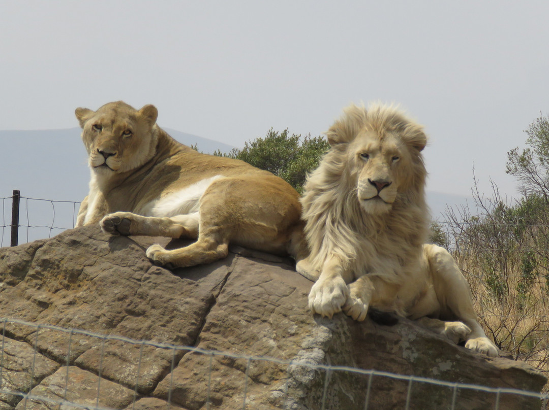 Love Lions Alive-Swinburne必去景点