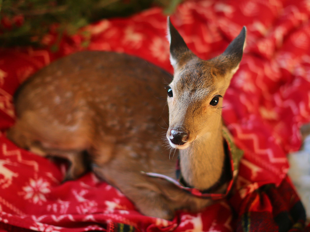 Vermont Reindeer Farm-Orleans必去景点