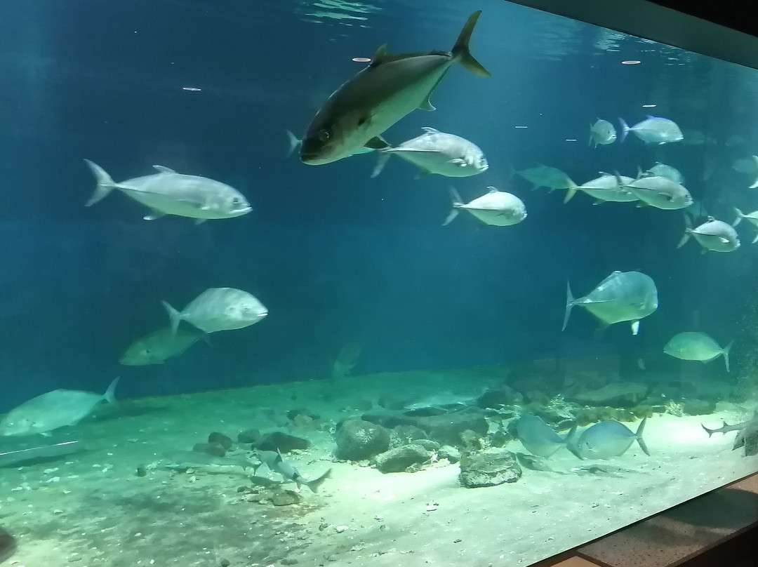 Shirahama Aquarium Kyoto University-白滨町必去景点